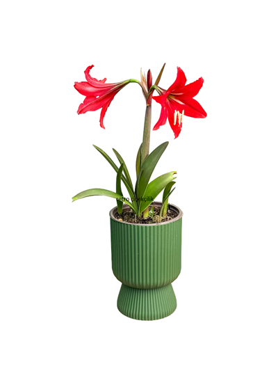 Kırmızı Zambak Amaryllis Çiçeği Soğanlı