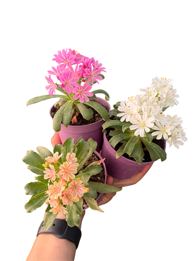 Lewisia Cotyledon Mix Renk 1 Adet