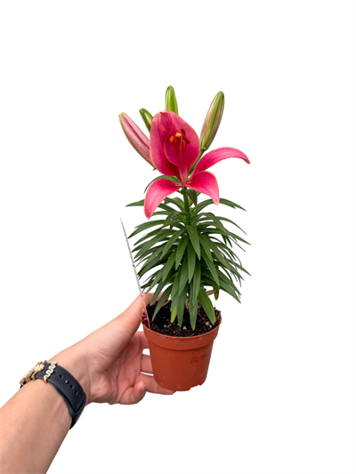 Lilyum Çiçeği Pembe Zambak Lilium