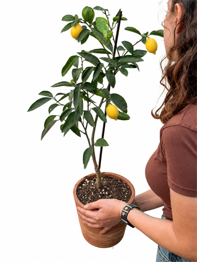Limon Ağacı Fidanı