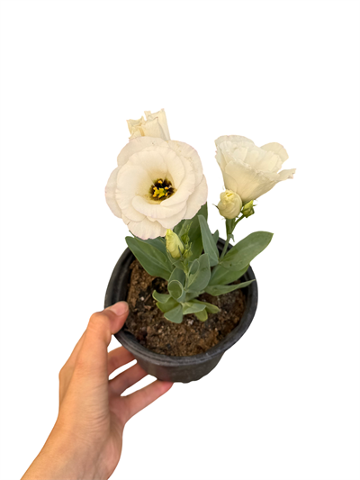 Lisyantus Çiçeği Beyaz Eustoma