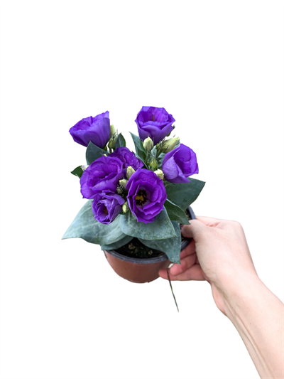 Lisyantus Çiçeği Mor Eustoma