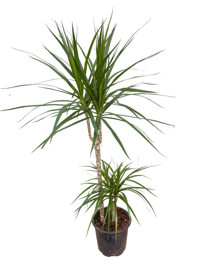 Marginata Çiçeği İkili (Dracena Marginata) 100 CM