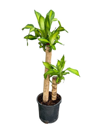 Massengena Çiçeği İkili (Dracena Massengena) 90 CM
