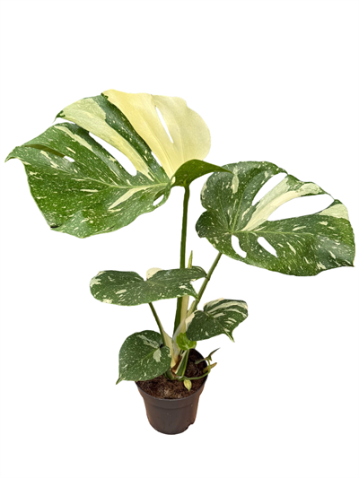 Monstera 'Thai Constellation' Variegata