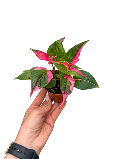Pembe Alaca Yapraklı Alternanthera 'Party Time'