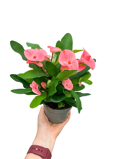 Pembe Çiçekli Dikenler Tacı Euphorbia Milii