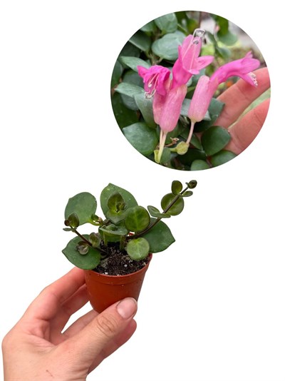 Pembe Ruj Çiçeği Mini - Aeschynanthus Pink Polka