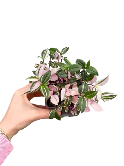 Pembe Telgraf Çiçeği Tradescantia Fluminensis 'Tricolor'
