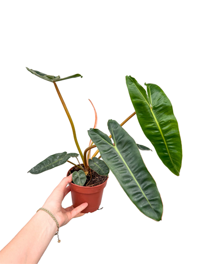 Philodendron Billietiae