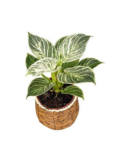 Philodendron Birkin