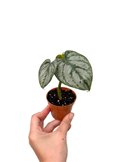 Philodendron Brandtianum - Gümüş Yapraklı Kalp Sarmaşık