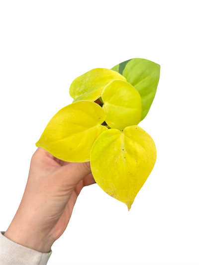 Philodendron Lemon Lime Sarı Salon Sarmaşığı