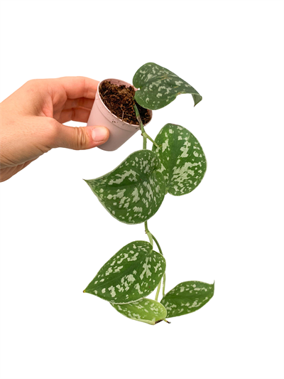 Satin Pothos (Scindapsus Pictus) Gümüş Yapraklı Salon Sarmaşığı