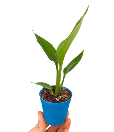 Starliçe Cennet Kuşu Çiçeği Strelitzia Nicolai
