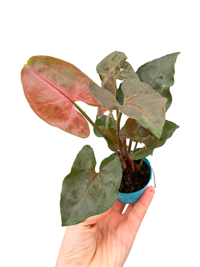 Syngonium Maria Allusion - Melek Kanadı