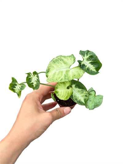 Syngonium Pixie - Melek Kanadı