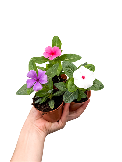 Vinca Pervane Çiçeği 2 Adet Karışık Renk