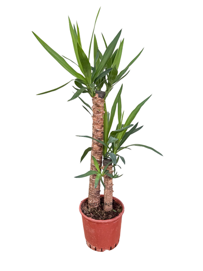 Yukka Bitkisi İkili 100 CM (Yucca)