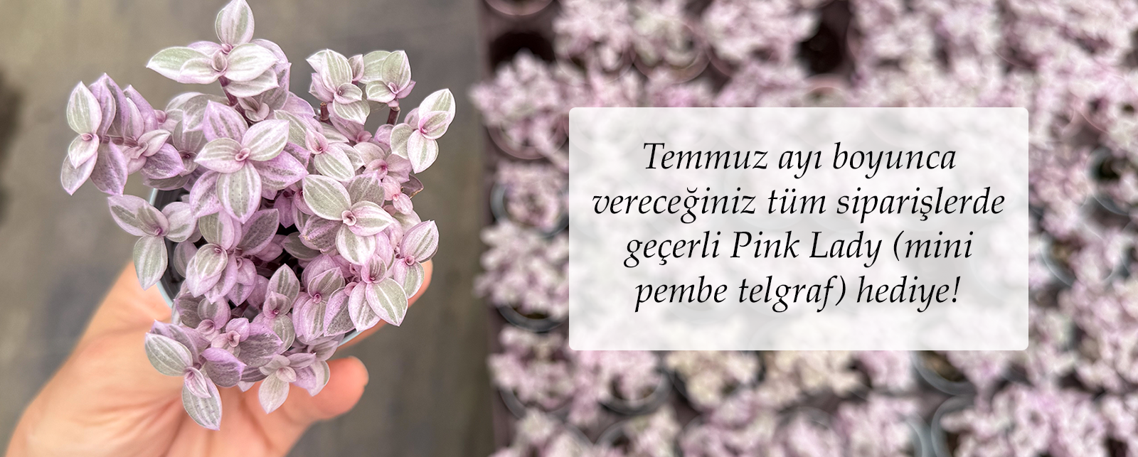tüm bitkiler