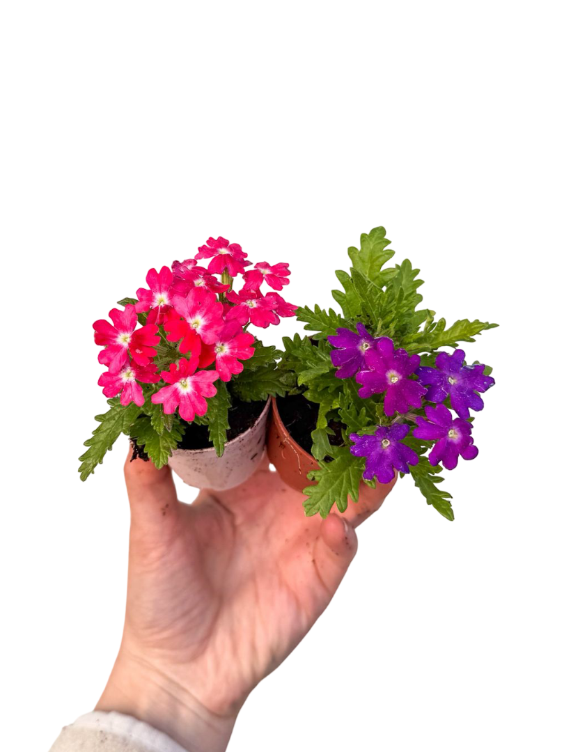 2 Adet Karışık Renkli Mine Çiçeği (Verbena)