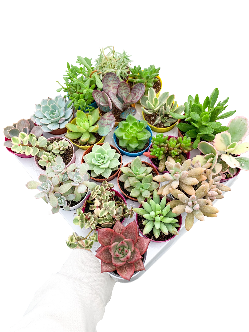 20 Adet Karışık Çeşit Sukulent Set