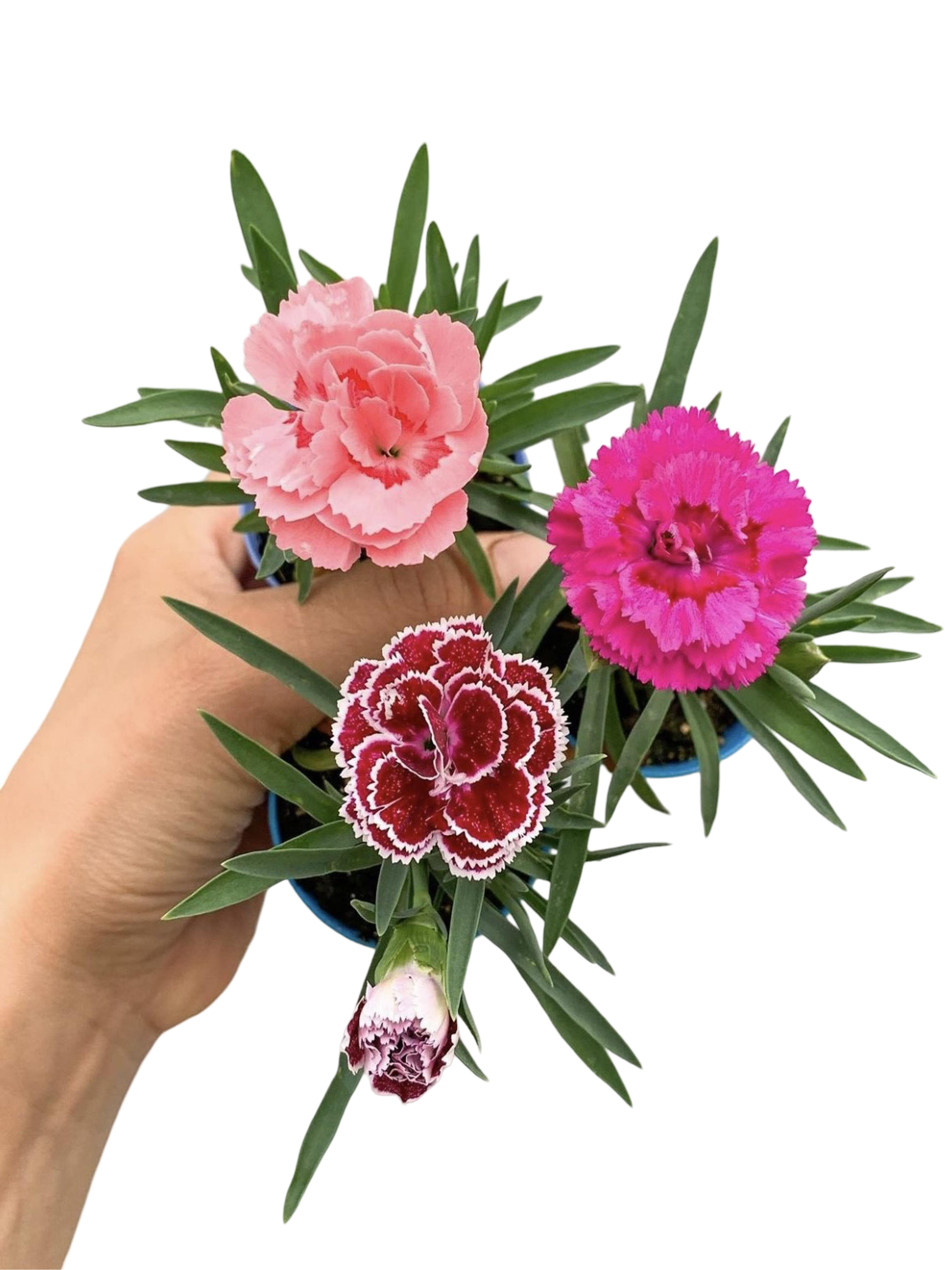 3 Adet Karışık Renk Karanfil Dianthus