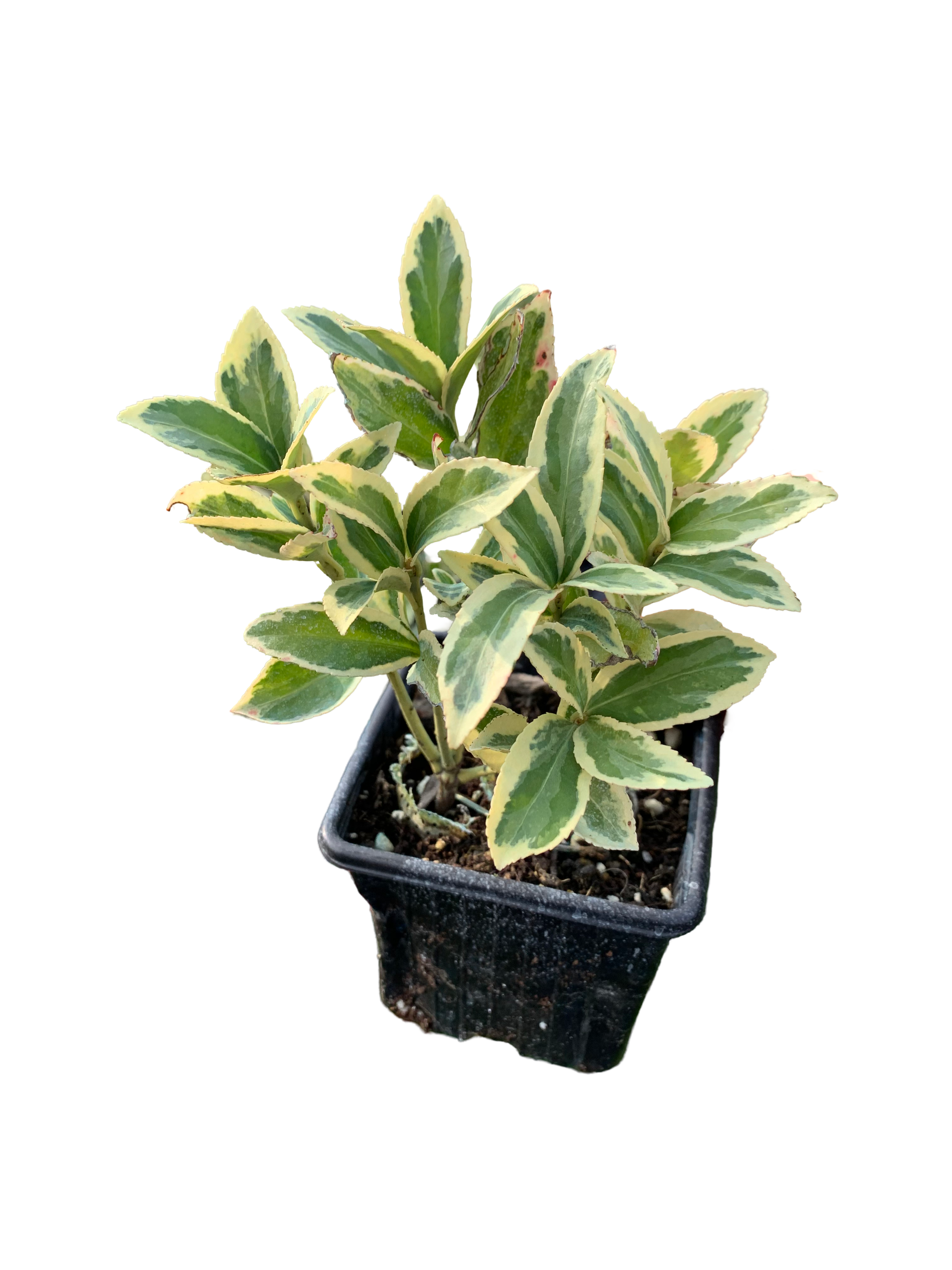 4 Adet Gümüşi Taflan Beyaz Alacalı Taflan Fidanı