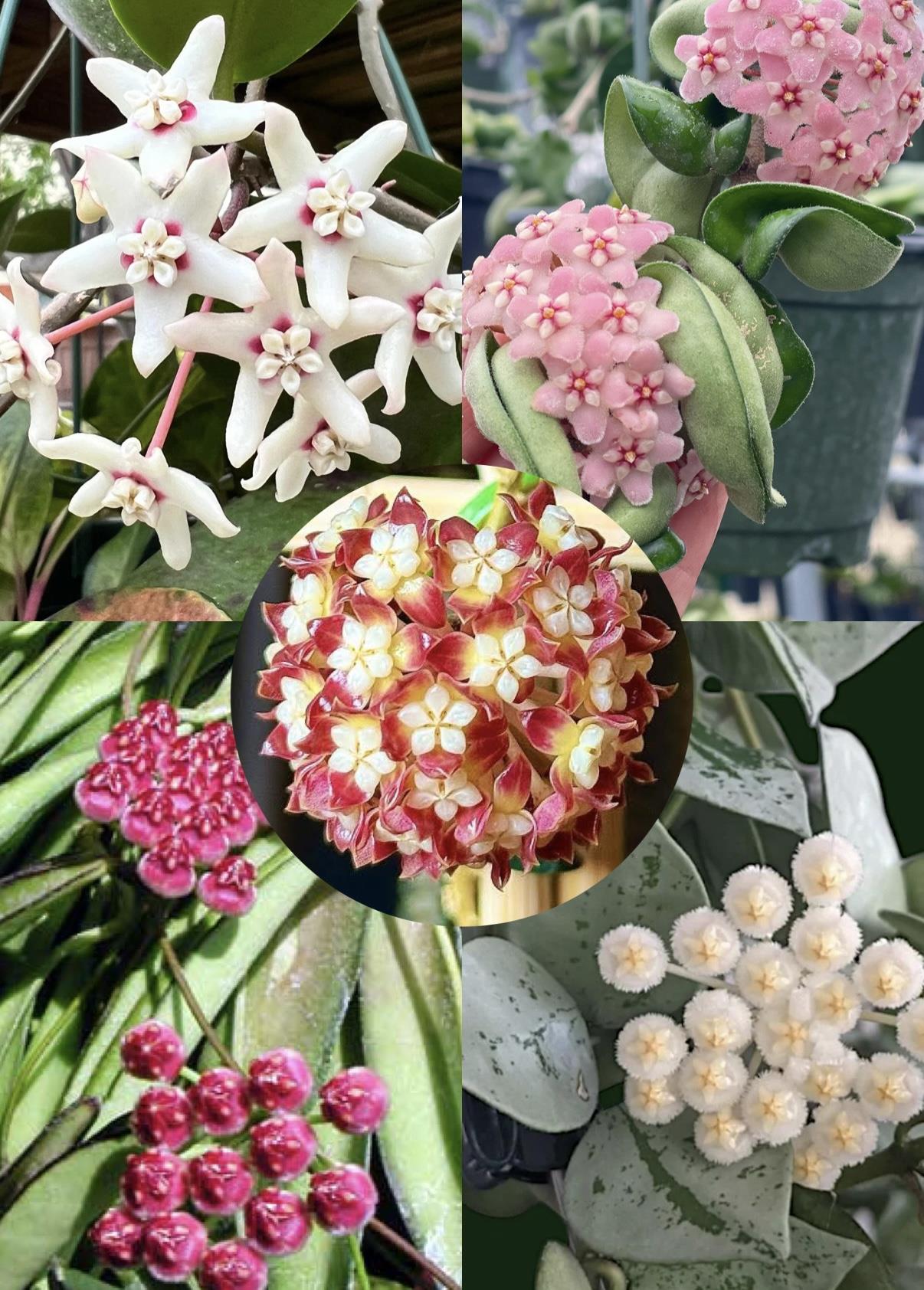 5li Hoya Mum Çiçeği Seti