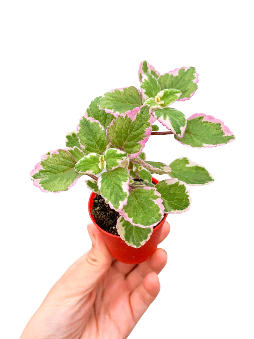 Adaçayı Kokulu Plectranthus Madagascariensis Variegata ‘Lynne'