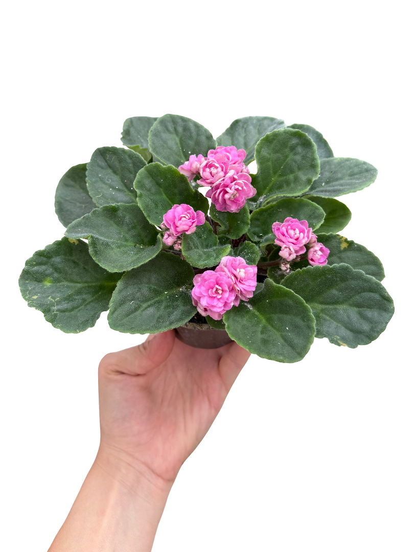 Afrika Menekşesi Pembe