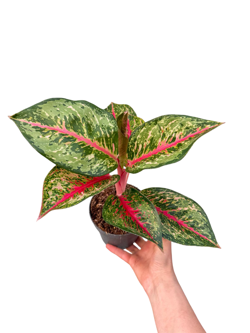 Aglaonema 'Dark Pink Star'