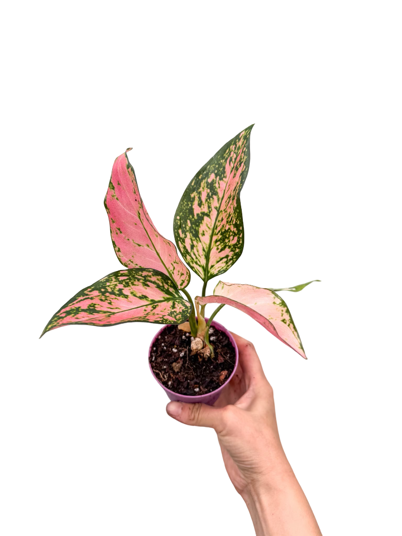 Aglaonema 'Dud Unyamanee'