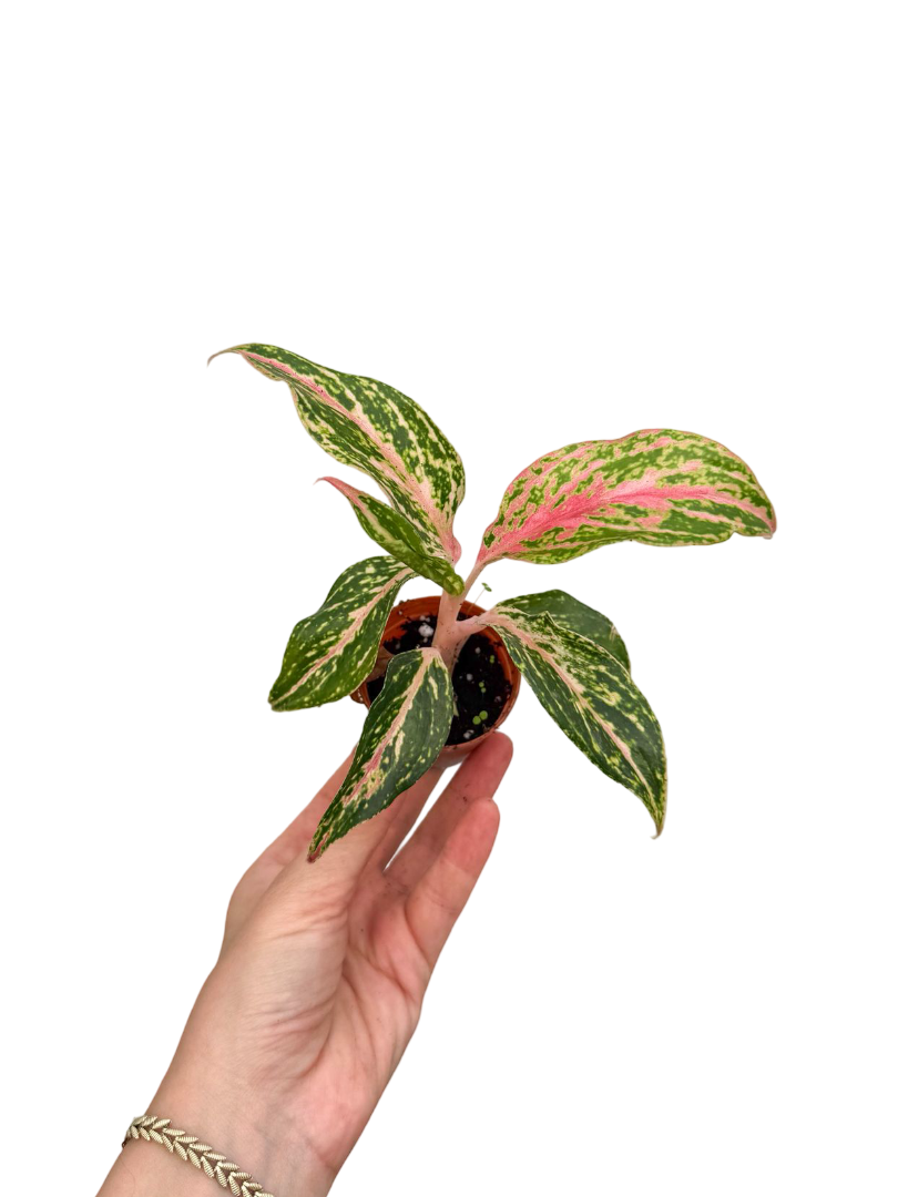 Aglaonema 'Pink Panama' Fide