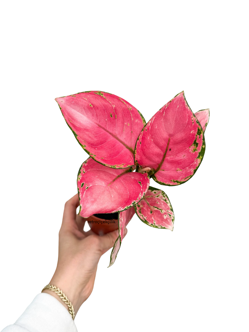 Aglaonema 'Pink Princess' Orta Boy