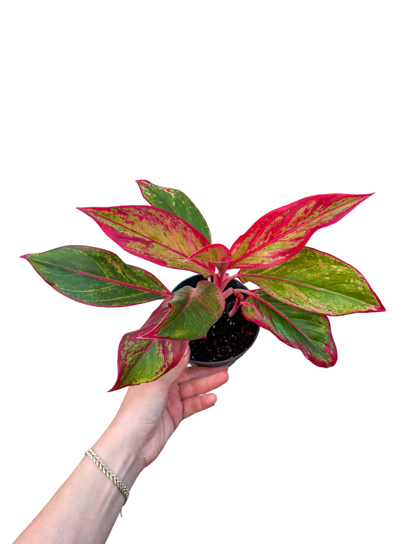 Aglaonema ‘Red Crete'