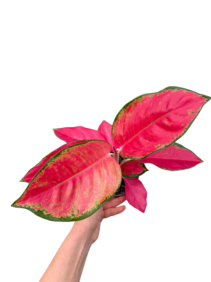 Aglaonema 'Red Star'