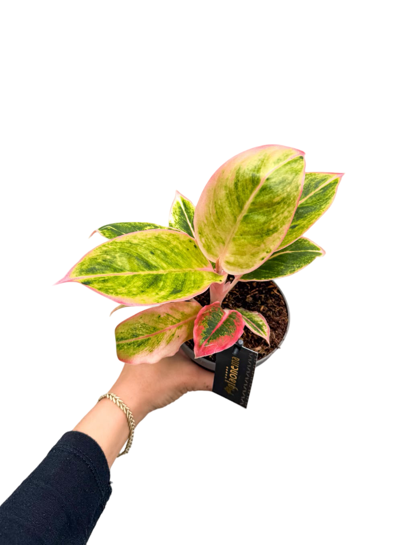 Aglaonema 'Salmon Fantasy'