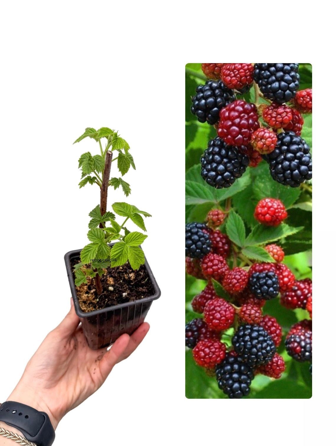 Ahududu Fidanı (Raspberry)