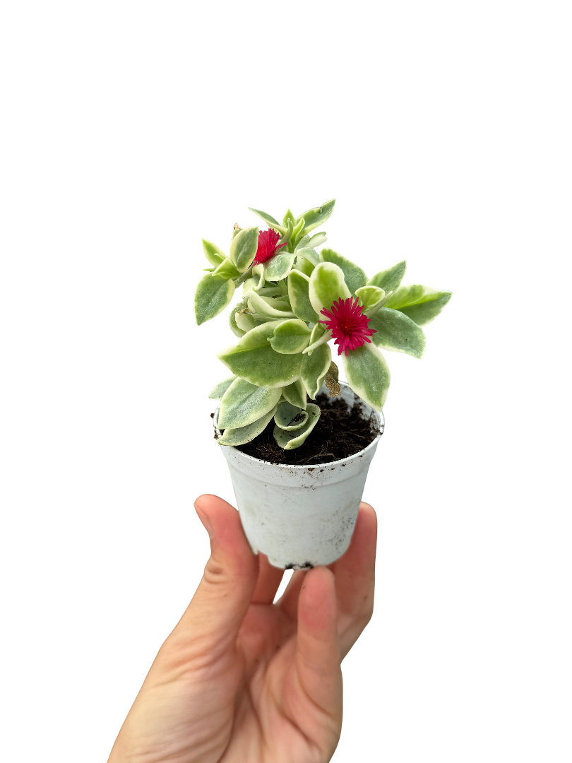 Alacalı Buz Çiçeği