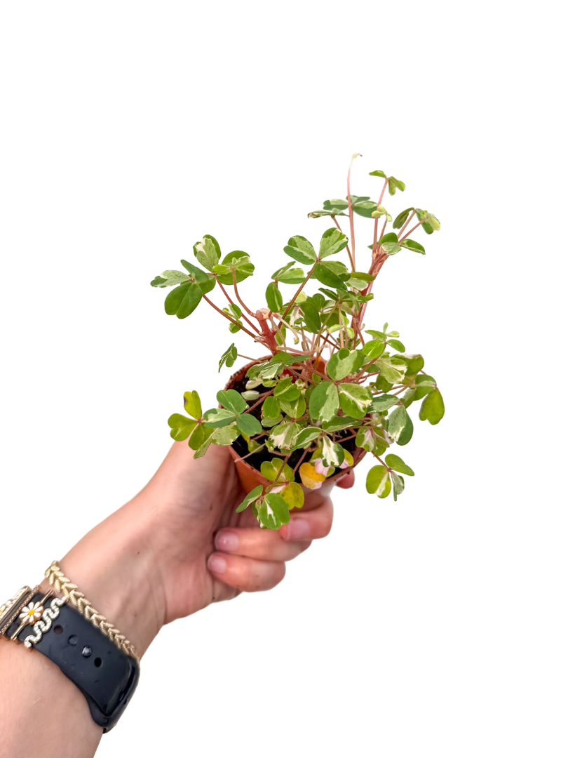 Alacalı Mini Yapraklı Oxalis 'Nordlys'