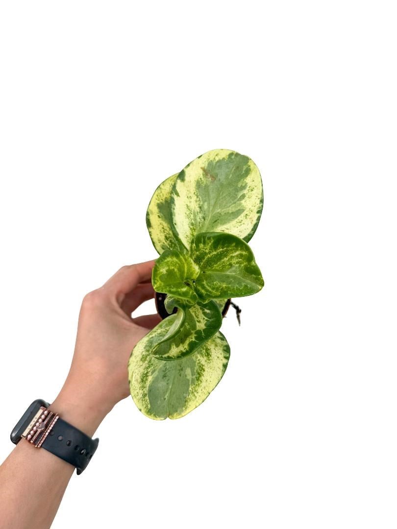 Alacalı Peperomia Obtusifolia 'Green Gold'