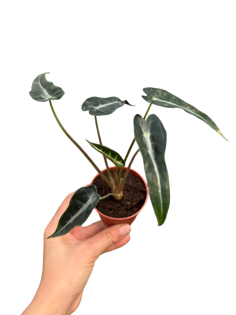 Alocasia Bambino