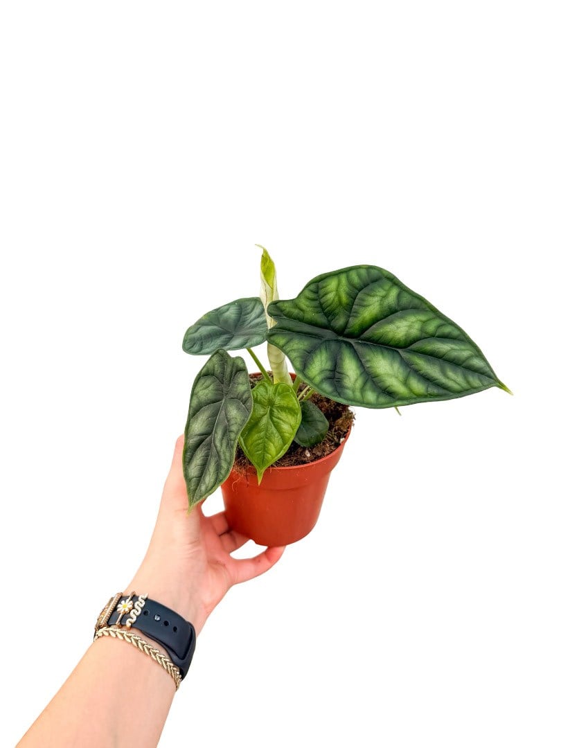 Alocasia 'Dragon Scale'