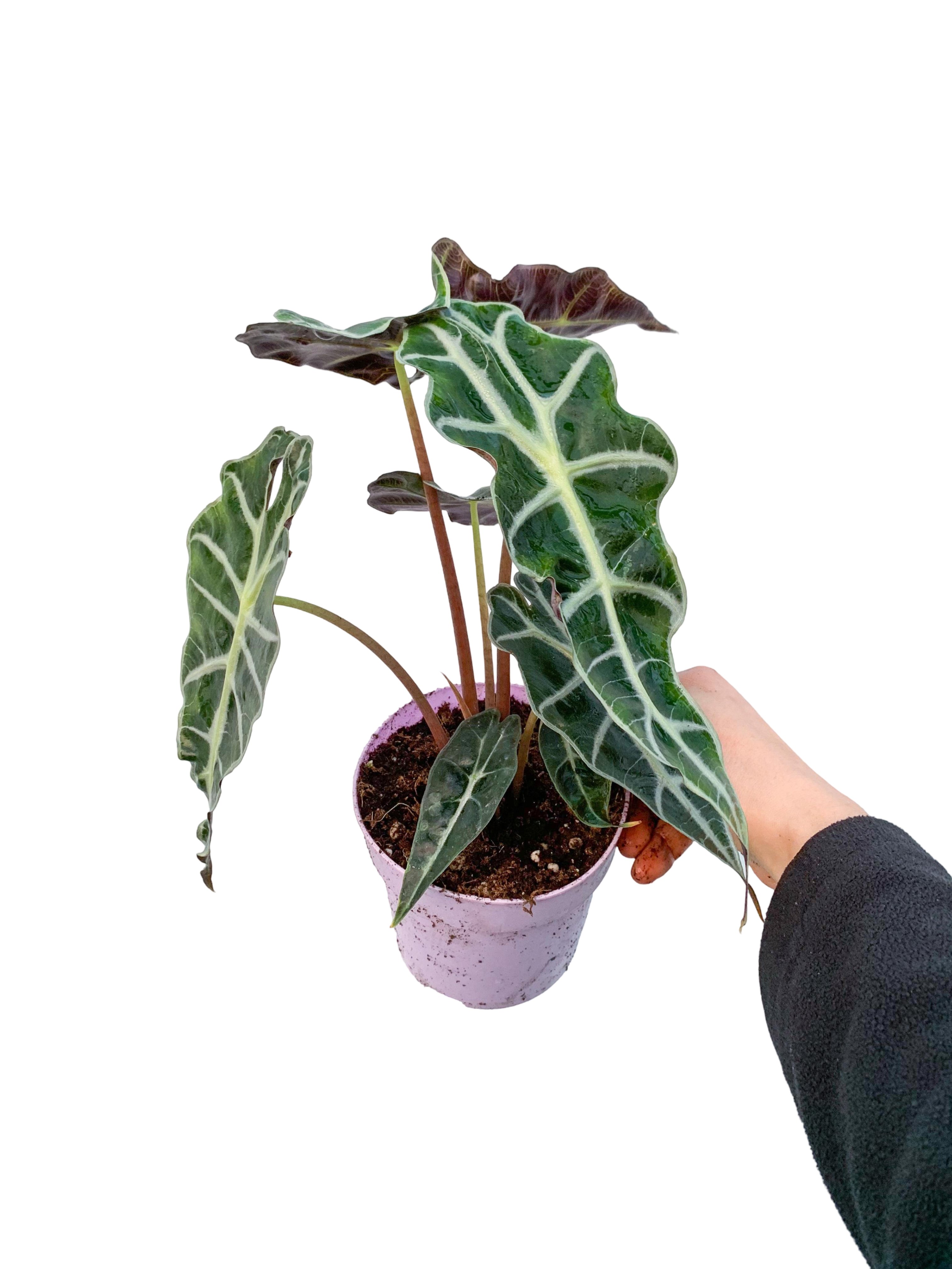 Alocasia Polly Fil Kulağı Bitkisi