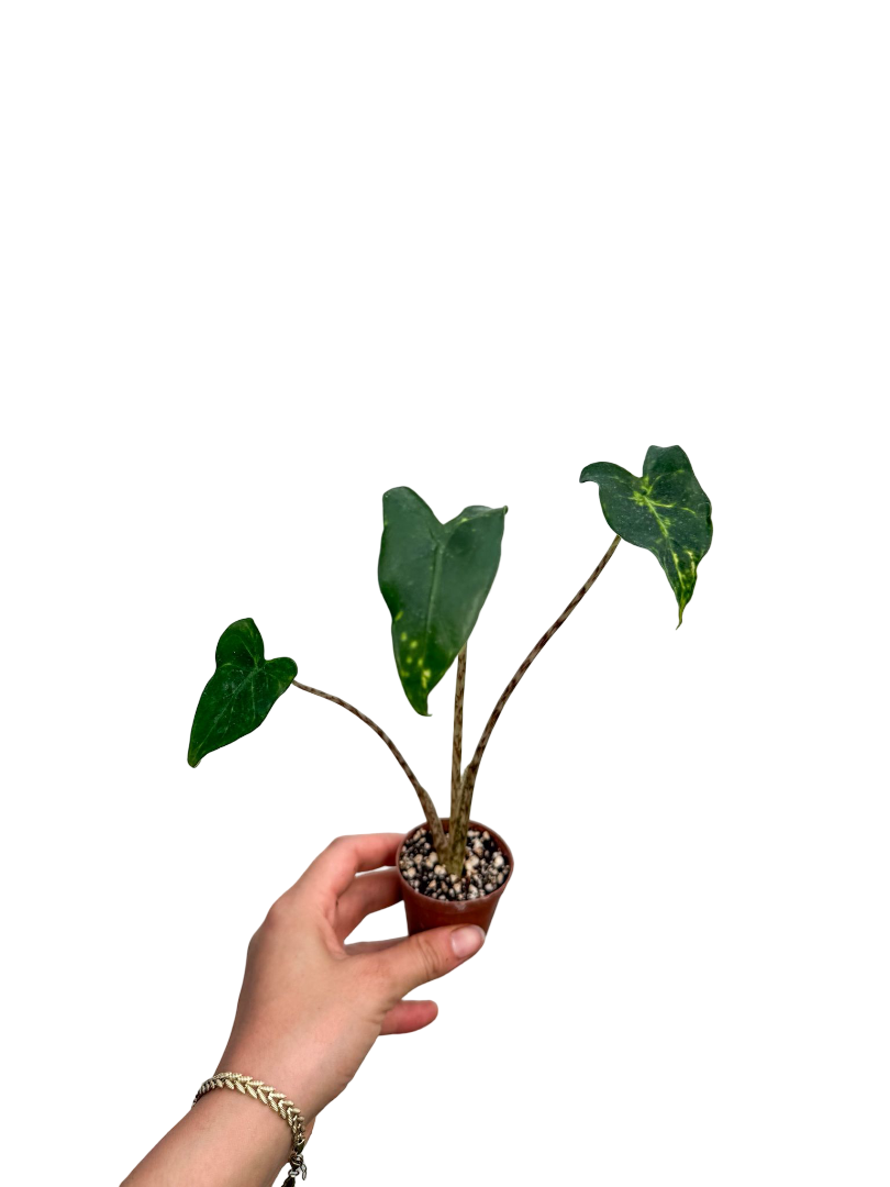 Alocasia Zebrina 'Siberian Tiger'
