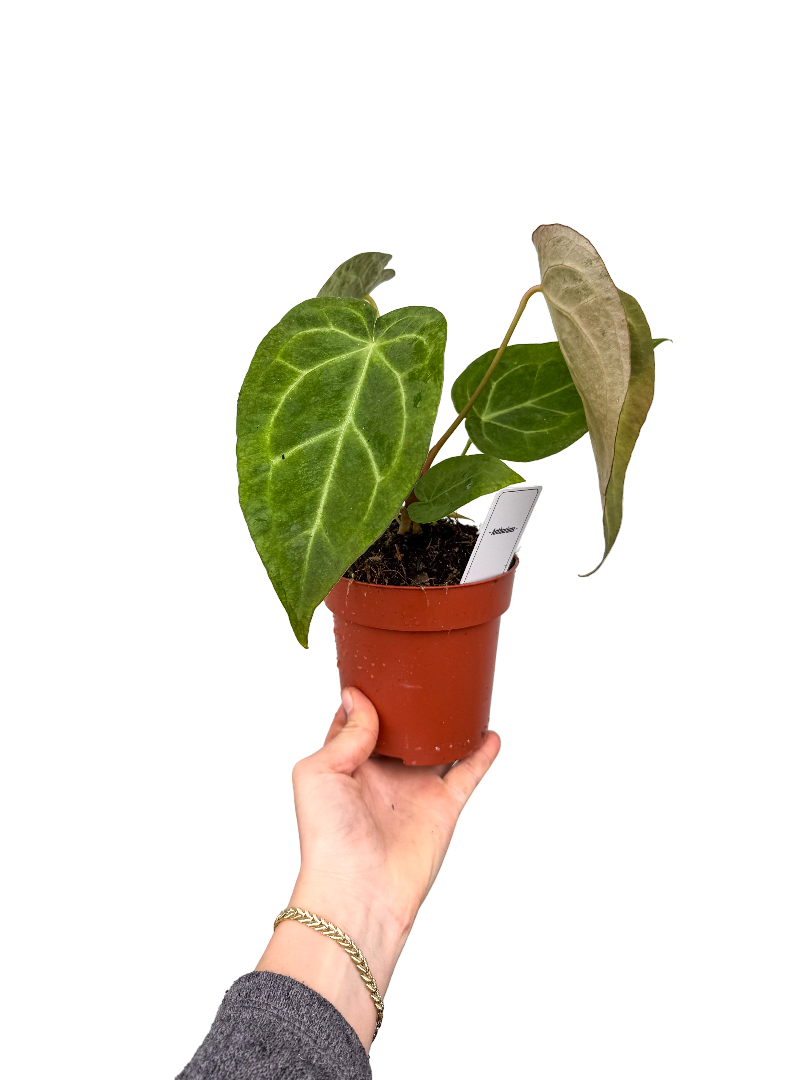 Anthurium Crystallinum