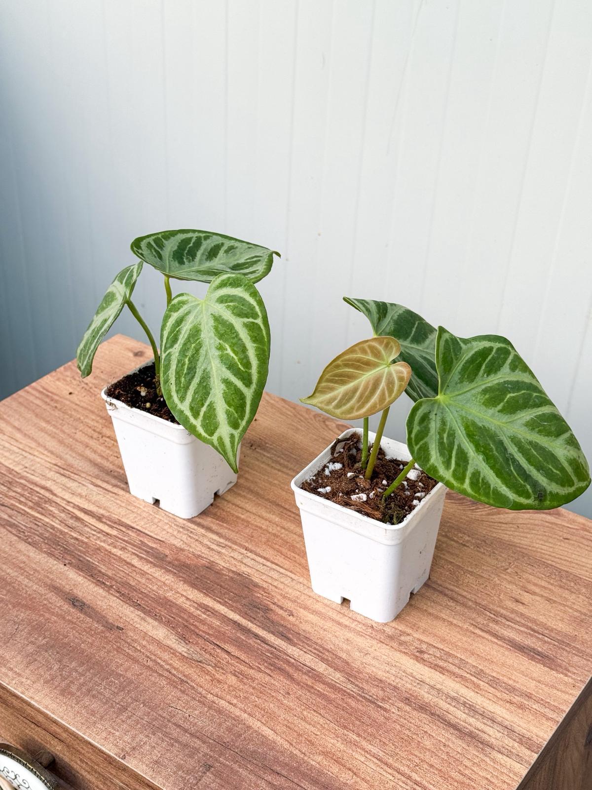 Anthurium Crystallinum | Retro Çiçekçilik