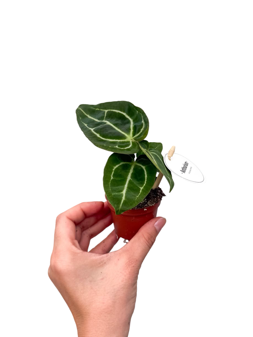 Anthurium Crystallinum Mini