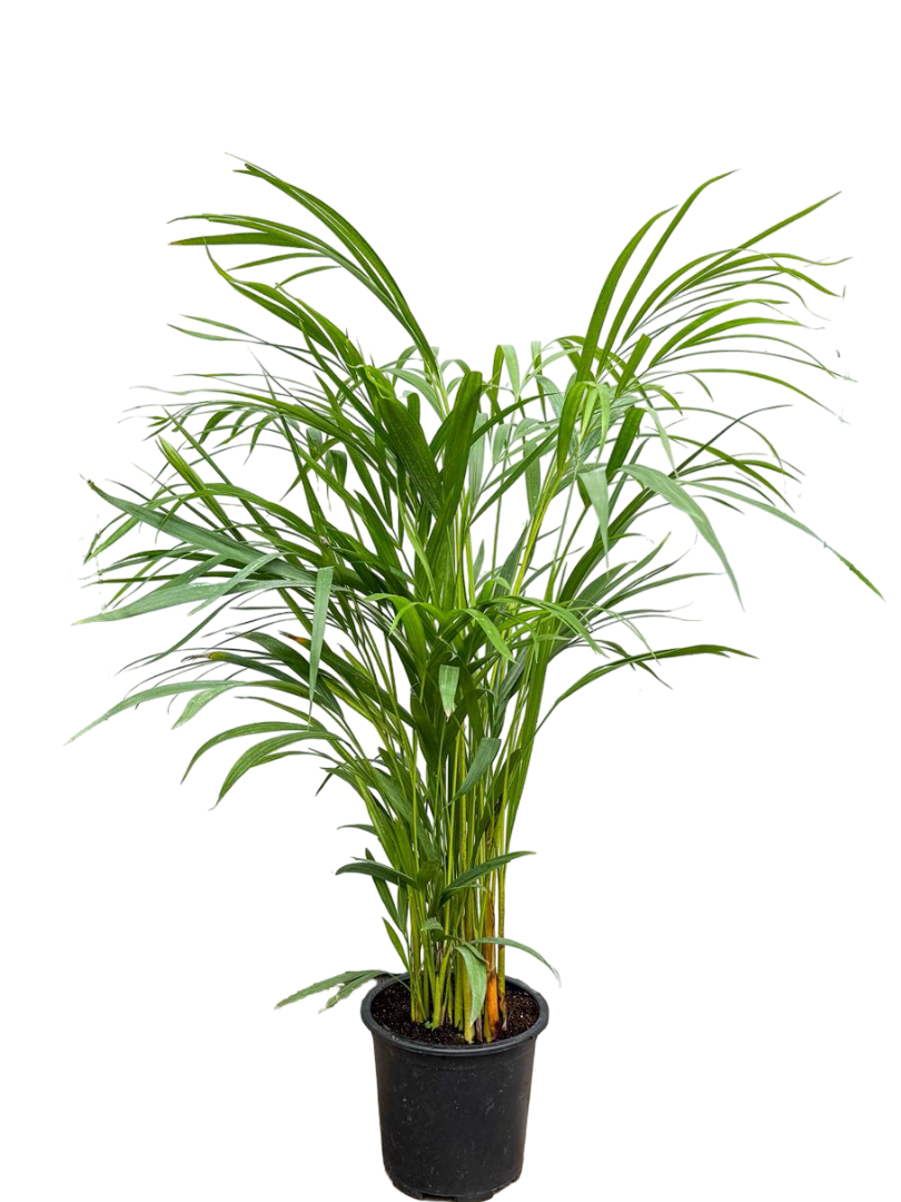 Areka Palmiyesi 60 CM